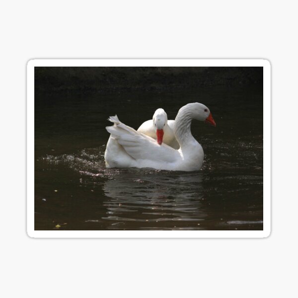 Goose couple Sticker
