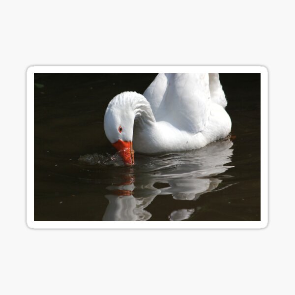 Goose wash Sticker
