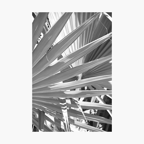 Item preview, Black & White Palm Leaf designed and sold by AlexKokas.