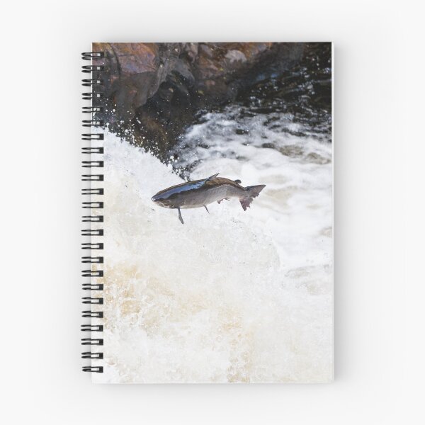 Item preview, Copy of leaping Atlantic salmon designed and sold by chanonry.
