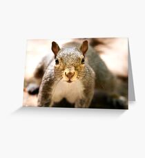 Got Any Nuts? Greeting Card