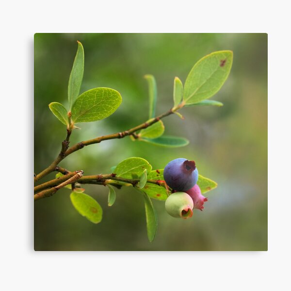 Wild Huckleberry Metal Print