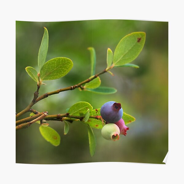 Wild Huckleberry Poster