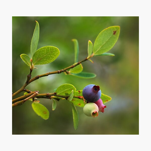 Wild Huckleberry Photographic Print