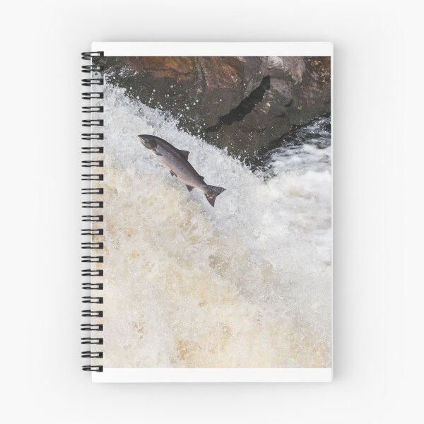 Item preview, Copy of leaping Atlantic salmon designed and sold by chanonry.