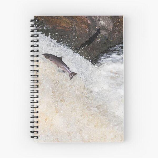 Item preview, Copy of leaping Atlantic salmon designed and sold by chanonry.