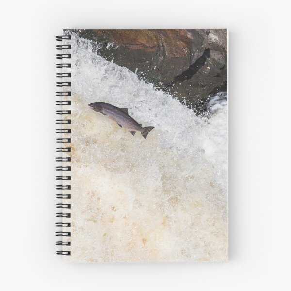 Item preview, Copy of leaping Atlantic salmon designed and sold by chanonry.