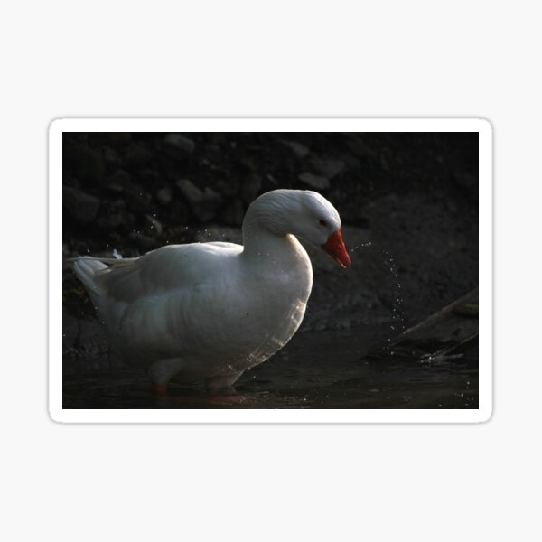 Goose wash Sticker