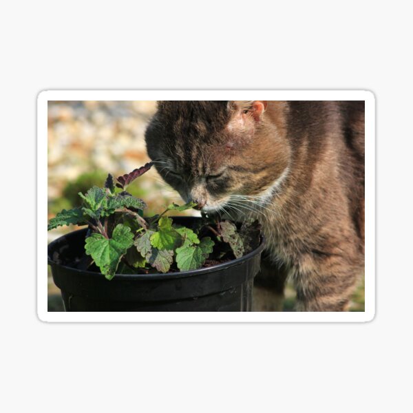 Tabby cat sniffing catnip plant Sticker