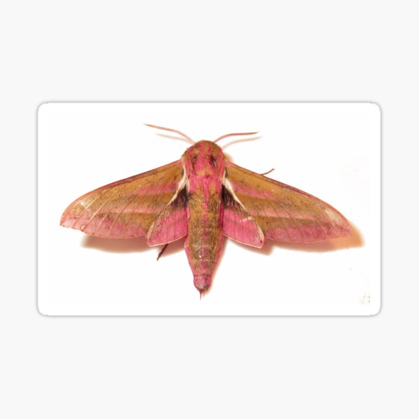 Item preview, Elephant Hawk-moth Deilephila elpenor designed and sold by Yorkspalette.