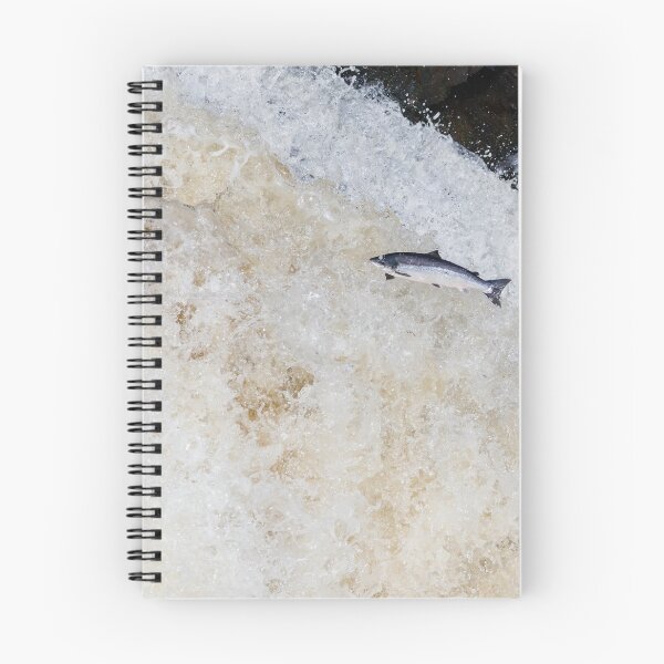 Item preview, Copy of Copy of leaping Atlantic salmon designed and sold by chanonry.