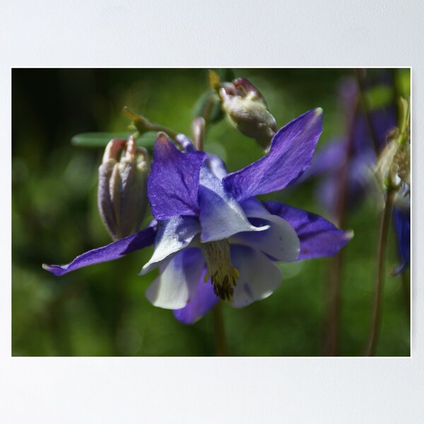 Item preview, Aquilegia designed and sold by marens.