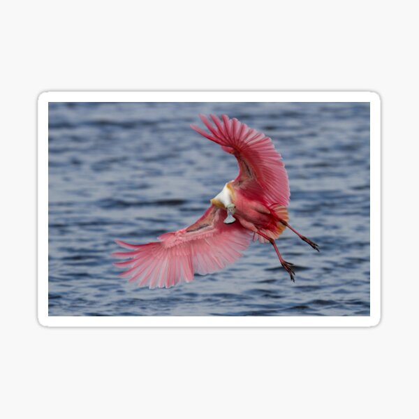 Item preview, Spoonbill in Flight designed and sold by WorldDesign.