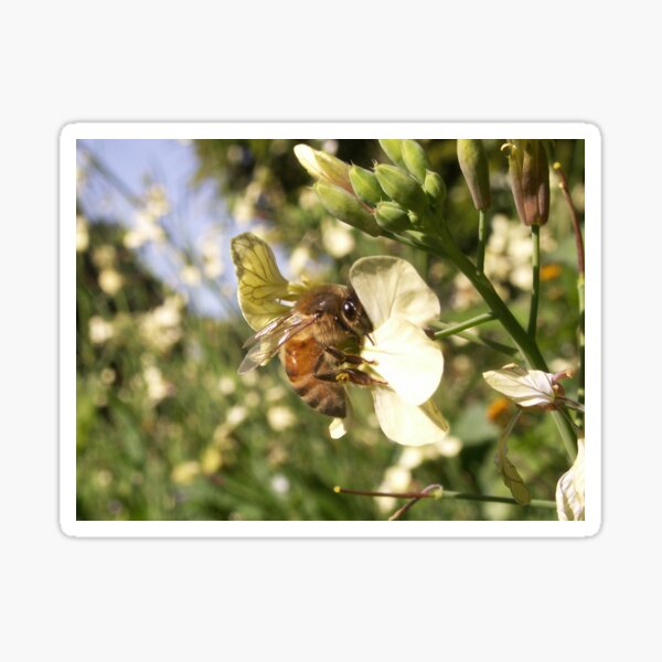 Nectar Collector Sticker