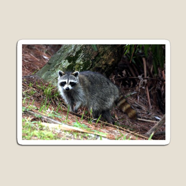 RACOON Magnet