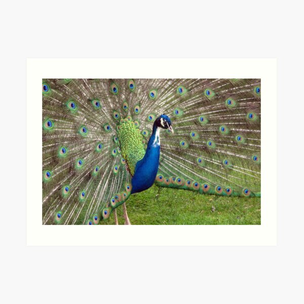 Ain't I a pretty boy.......... Art Print