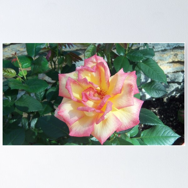 Item preview, What a BEAUTY designed and sold by Diane Trummer Sullivan.
