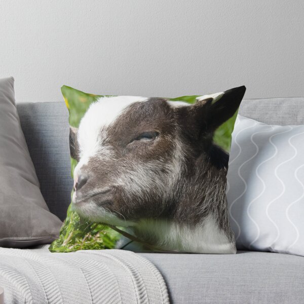 Item preview, Baby Bagot Goat designed and sold by lmaiphotography.