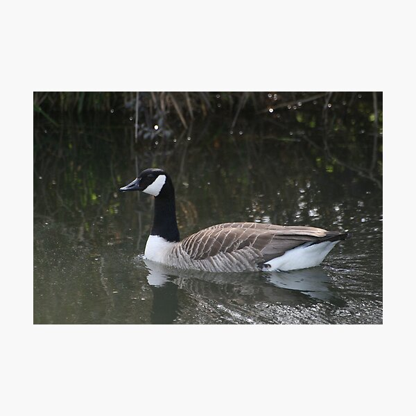 Item preview, Canada Goose designed and sold by PaulDean.