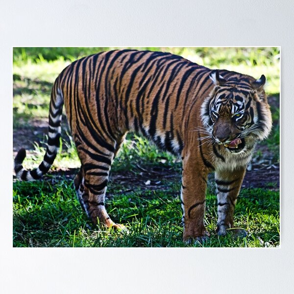 Item preview, Hungry Tiger designed and sold by miroslava.
