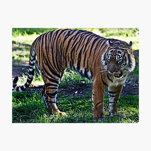 Item preview, Hungry Tiger designed and sold by miroslava.