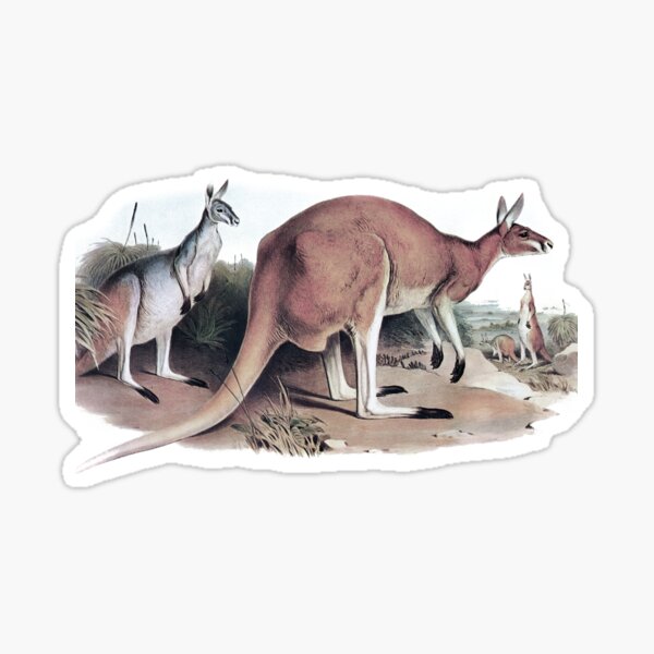 Item preview, The Red Kangaroo designed and sold by marmur.