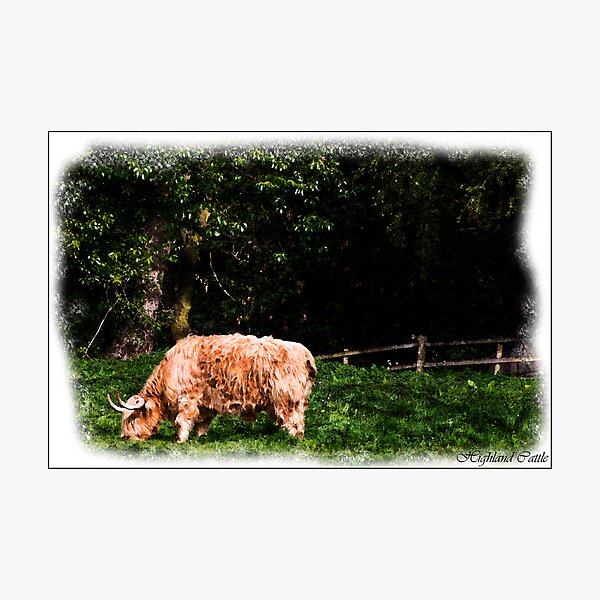 Artikelvorschau, Highland Cattle entworfen und verkauft von CJTill.