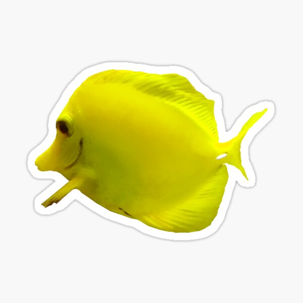 Yellow Tang