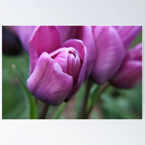 Aperçu de l'œuvre Lilac Tulips créée et vendue par DIANE FIFIELD.