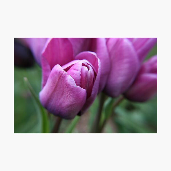 Aperçu de l'œuvre Lilac Tulips créée et vendue par DIANE FIFIELD.