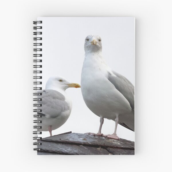 Item preview, Herring Gulls designed and sold by lmaiphotography.