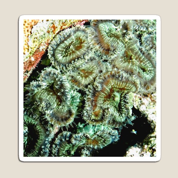 Item preview, Green Sea Anemone  designed and sold by Amy McDaniel.