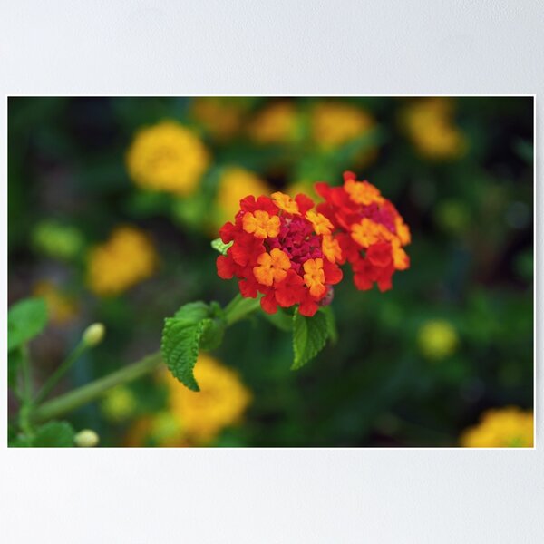 Item preview, Lantanas designed and sold by designertrow.