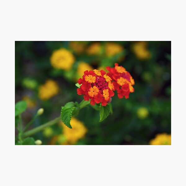 Artikelvorschau, Lantanas entworfen und verkauft von designertrow.