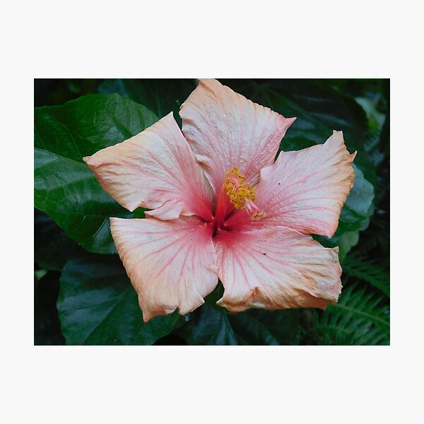Item preview, Pretty Pink Hibiscus Flower  designed and sold by mashupofme.