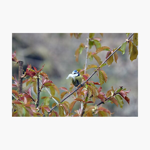 Item preview, Moving In - Blue Tit designed and sold by Chris Monks.