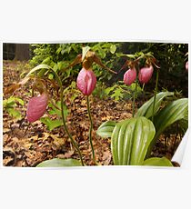 Four Pink Ladies Poster