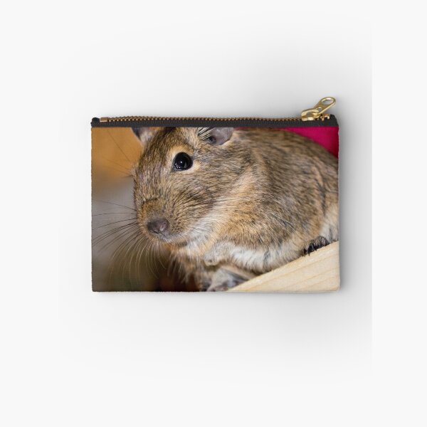 Item preview, Degu designed and sold by lmaiphotography.