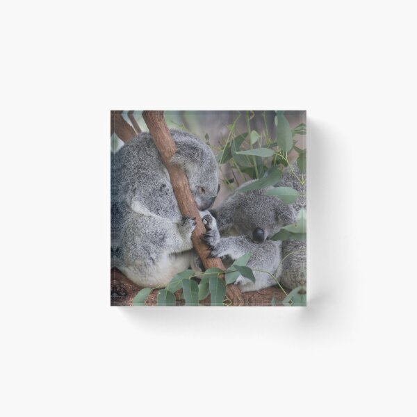 Item preview, Sleepy Koalas at Australia Zoo designed and sold by amico97.