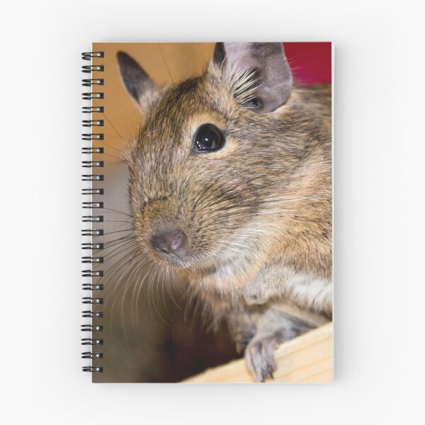 Item preview, Degu designed and sold by lmaiphotography.