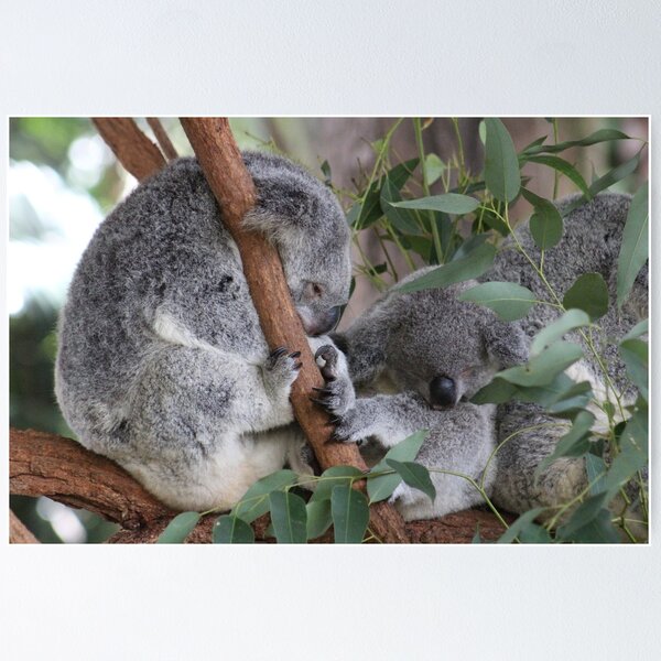 Item preview, Sleepy Koalas at Australia Zoo designed and sold by amico97.