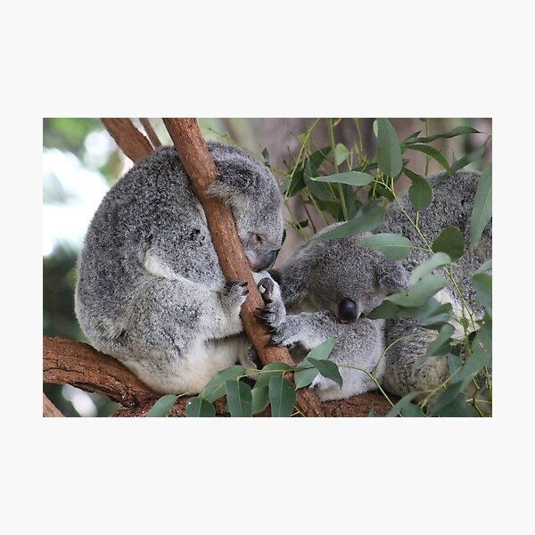 Item preview, Sleepy Koalas at Australia Zoo designed and sold by amico97.