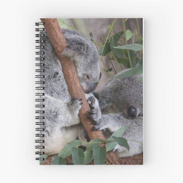 Aperçu de l'œuvre Koalas somnolents au zoo d'Australie créée et vendue par amico97.