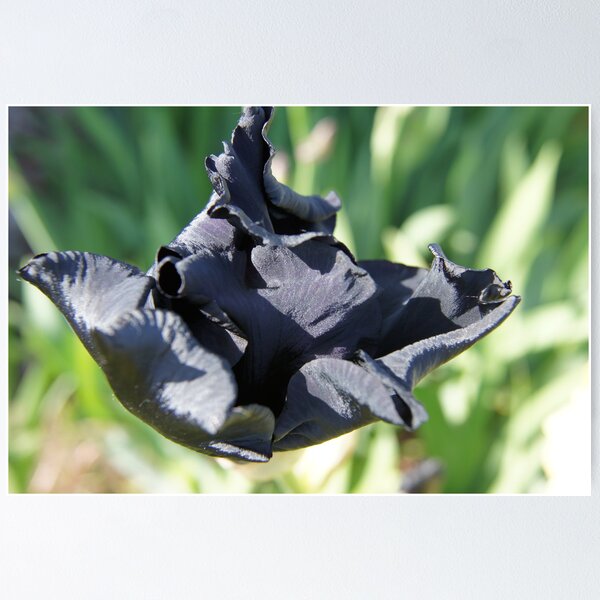 Item preview, Black Iris  designed and sold by tcat757.