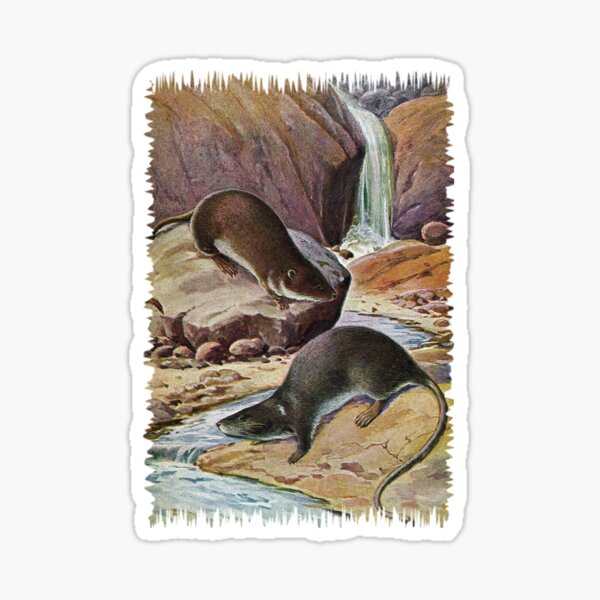 "Painting of The crabeating rat" Sticker for Sale by marmur Redbubble