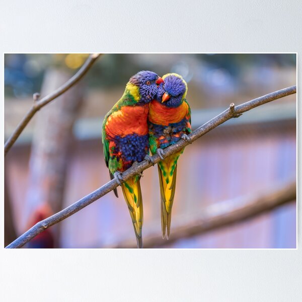 Item preview, Rainbow Lorikeet designed and sold by kawaii-store.