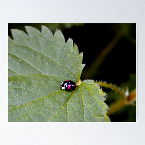 Item preview, relaxing on a leaf  designed and sold by StuartBoyd.