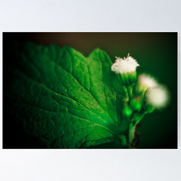 Item preview, Trinity in white designed and sold by Tim Cowley.