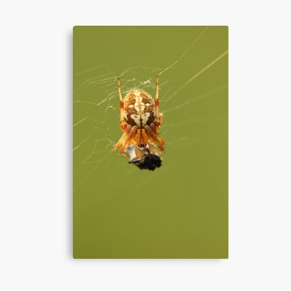 Item preview, Yellow Spider on a Web designed and sold by Gary Horner.