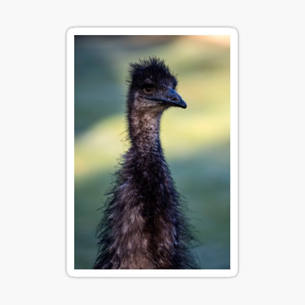 Old Man Emu (my first 5DS R post) Sticker